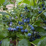 Vaccinium Bluecrop - Fruit