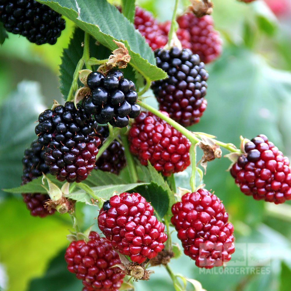 Boysenberry Thornless - Fruit