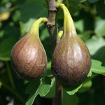 Ficus Brown Turkey - Figs