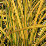 Carex Aurea - Grass