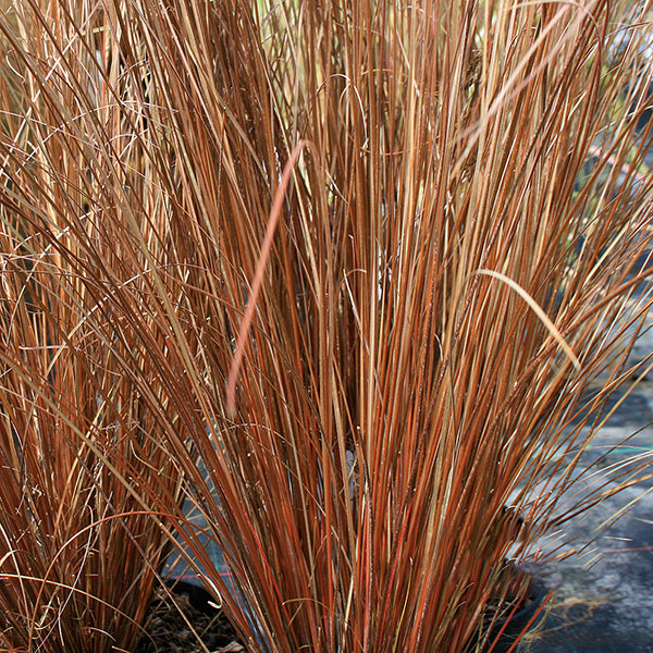 Carex buchananii - Grass