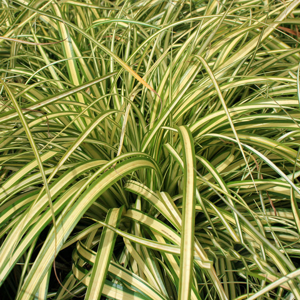 Carex Evergold - Grass
