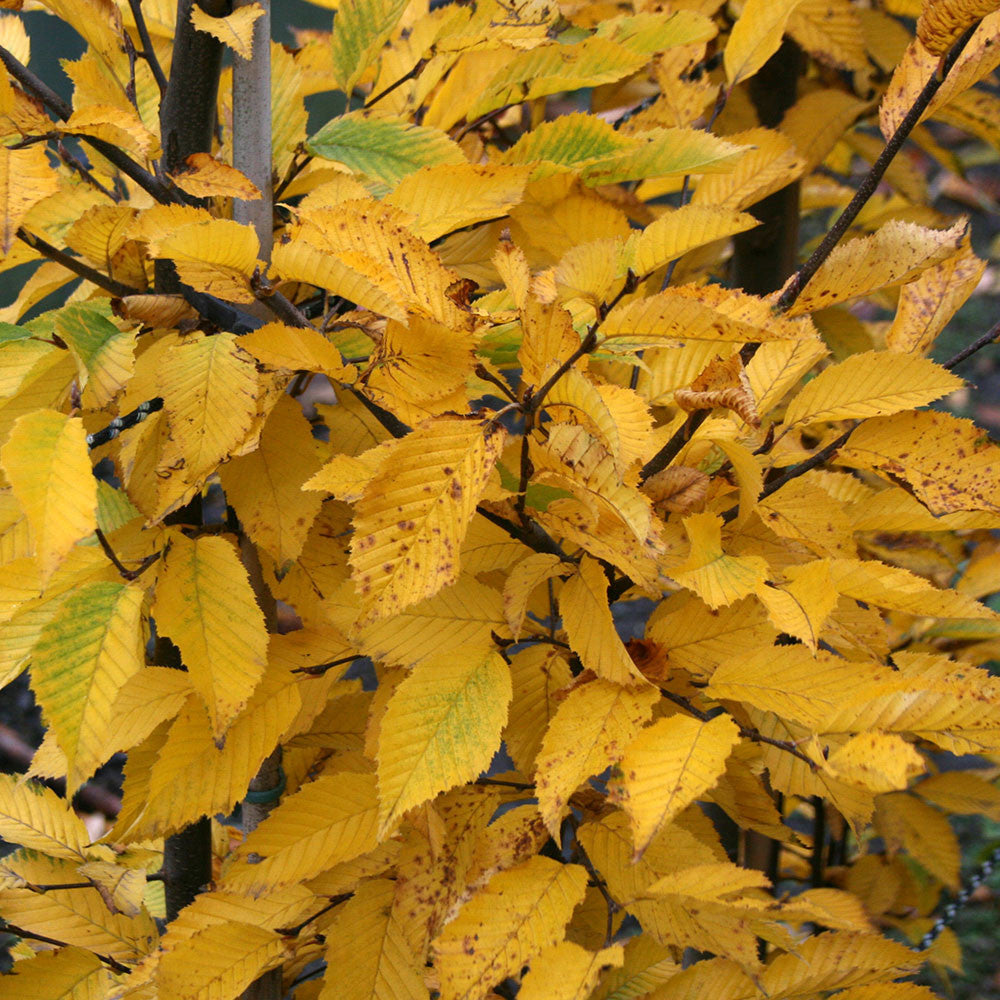 Carpinus Fastigiata - Autumn Foliage