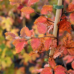 Carpinus betulus Rockingham Red - Autumn Colour