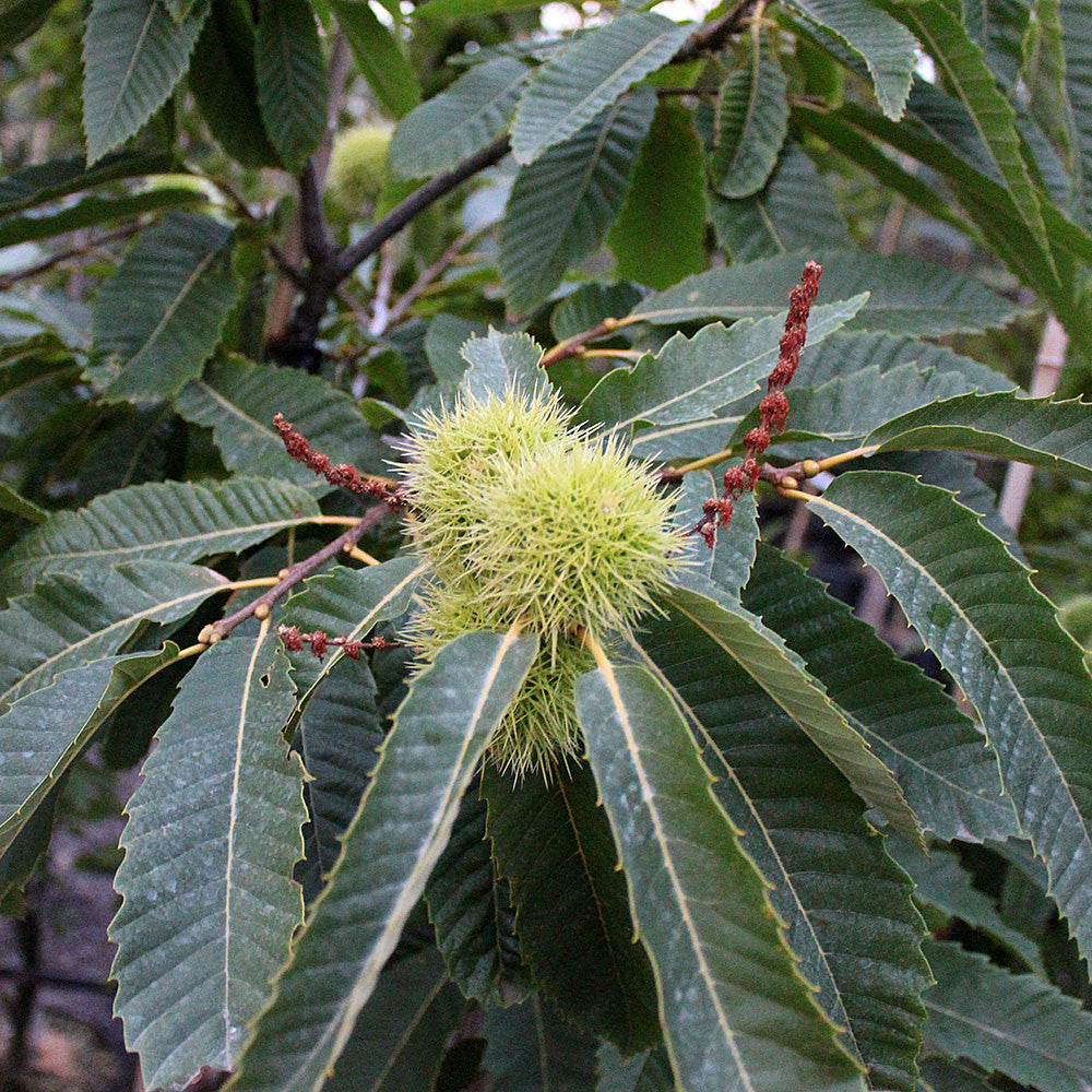 Castanea sativa - Sweet Chestnut Tree
