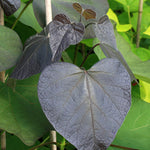 Catalpa Purpurea - Foliage