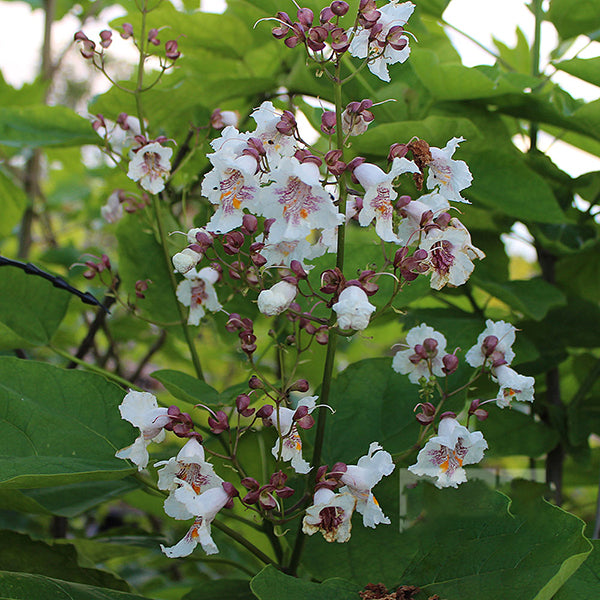 Catalpa bignonioides - Flowers