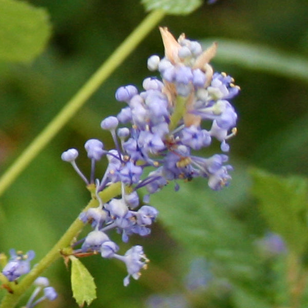 Ceanothus Autumnal Blue - Flowers