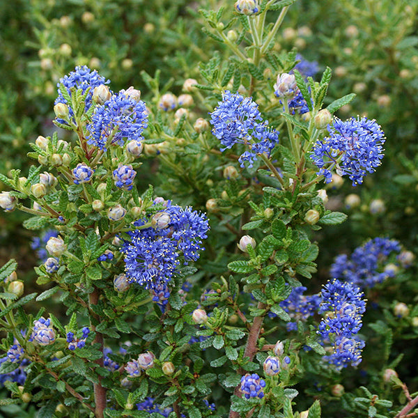 Ceanothus Puget Blue - Flowers