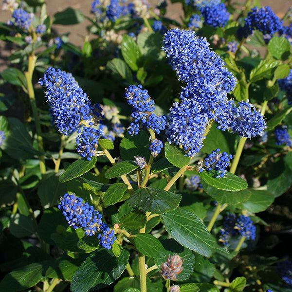 Ceanothus Trewithen Blue - Flowers