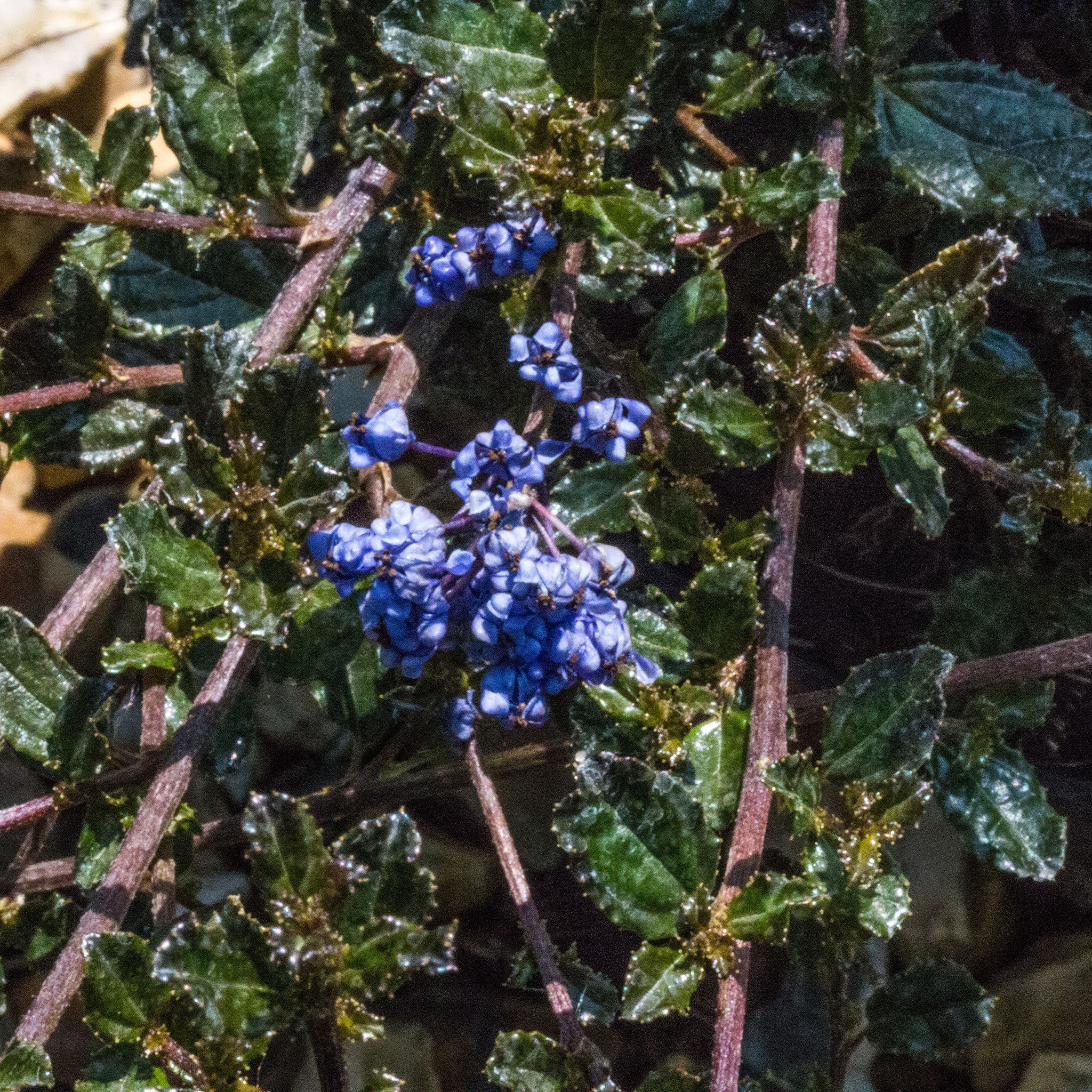 Ceanothus Blue Sapphire - Flowers