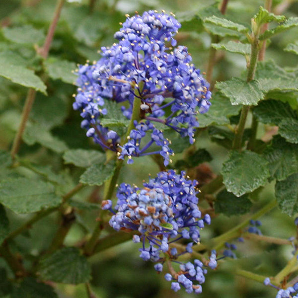 Ceanothus Burkwoodii - Flowers