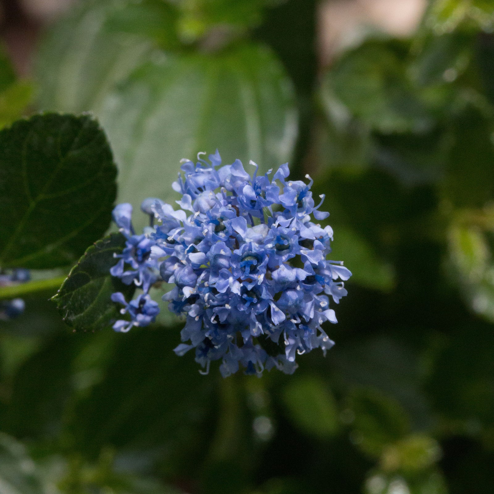 Ceanothus Mystery Blue - Flower
