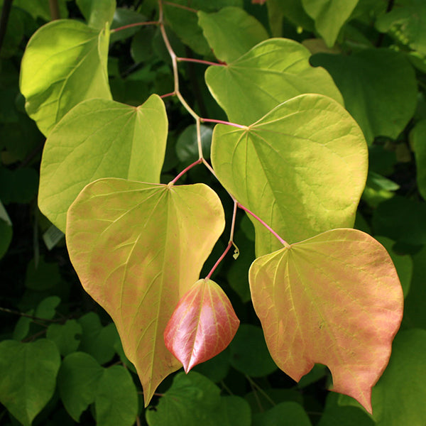 Cercis Hearts of Gold - Foliage