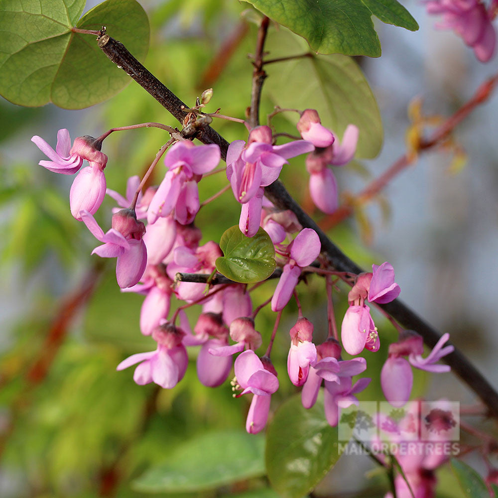 Close-up of pink flowers blooming on a branch of a Cercis siliquastrum - Judas Tree, set against a backdrop of vibrant green leaves.