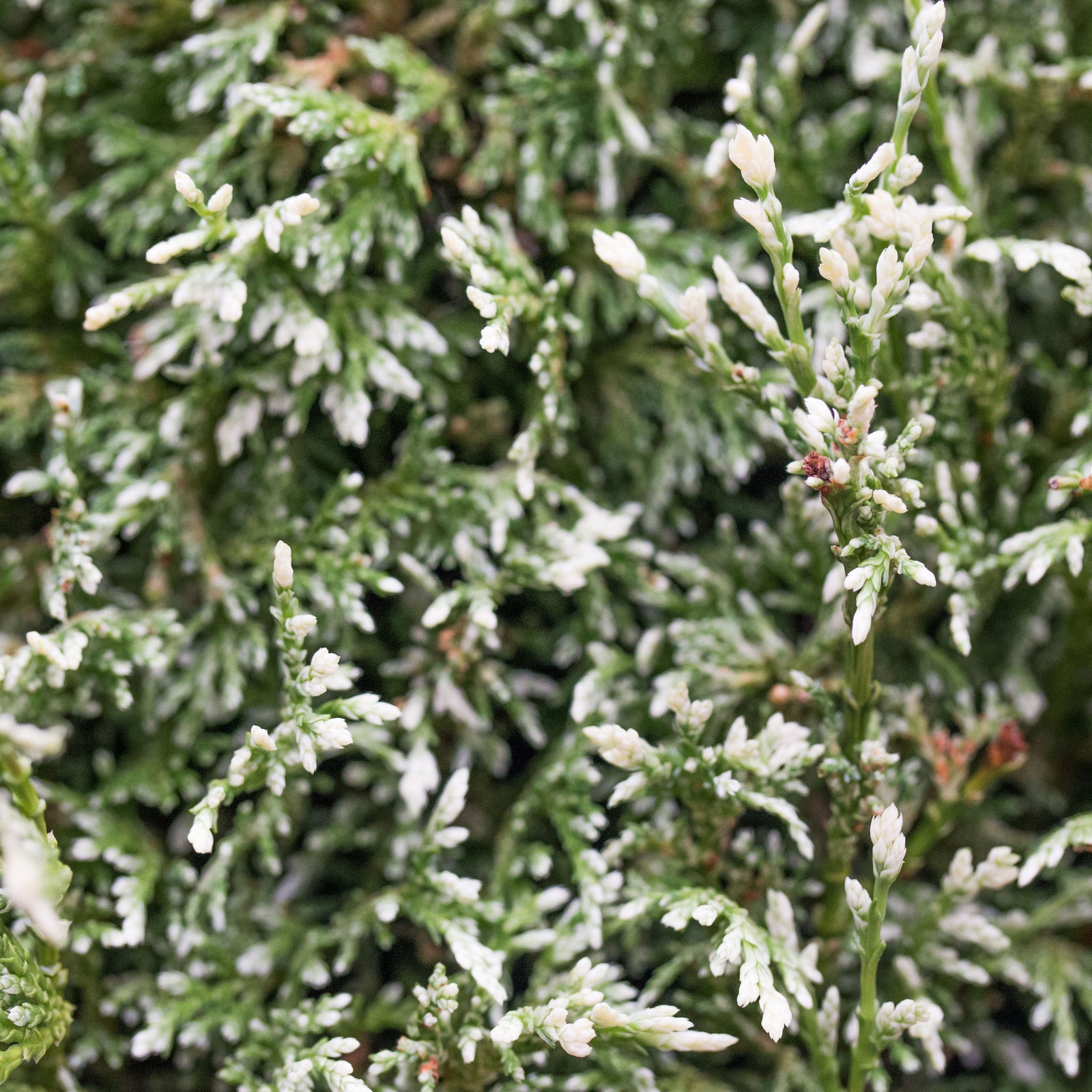 Chamaecyparis White Beauty - Foliage