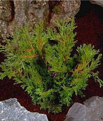 Chamaecyparis Pygmea - Foliage
