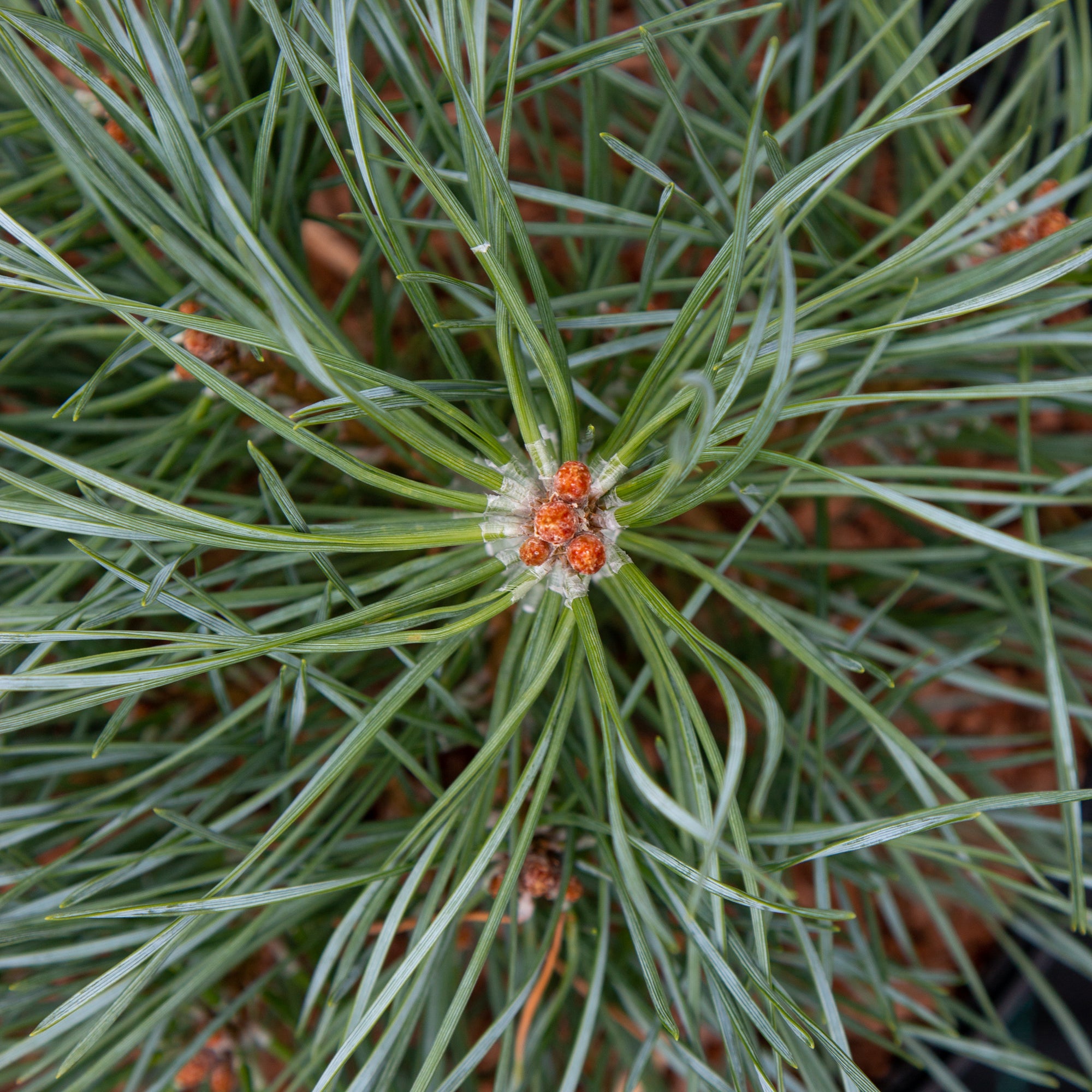 Pinus sylvestris Chantry blue