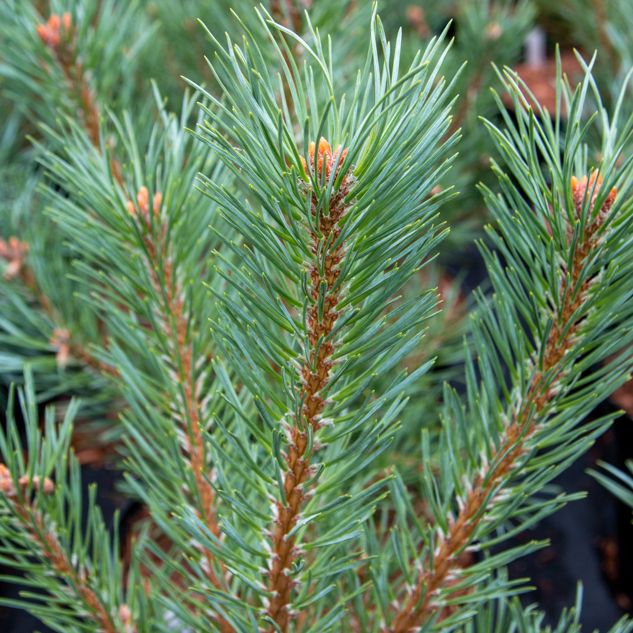 Pinus sylvestris Chantry blue