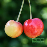 Prunus Merton Glory - Fruits