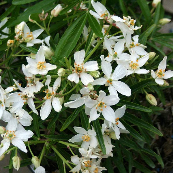Choisya Aztec Pearl - Flowers