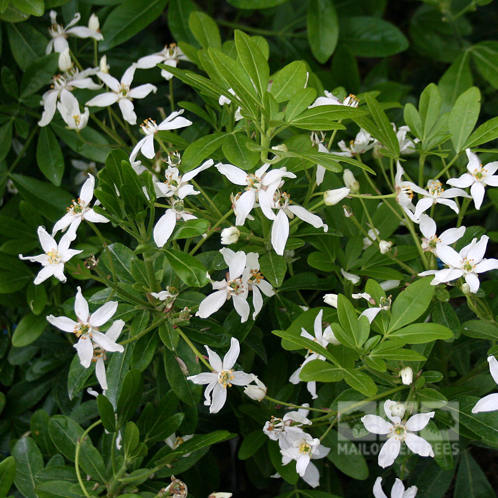 Choisya ternata - Flowers