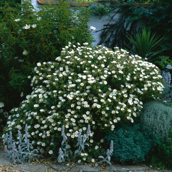 Cistus x florentinus - Rock Rose