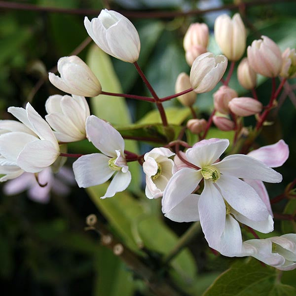 Clematis Apple Blossom - Flowers