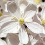 Clematis armandii - Flower