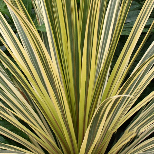 Cordyline Torbay Dazzler - Foliage