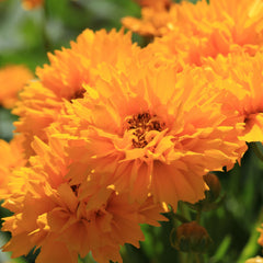 Coreopsis grandiflora Early Sunrise - Tickseed
