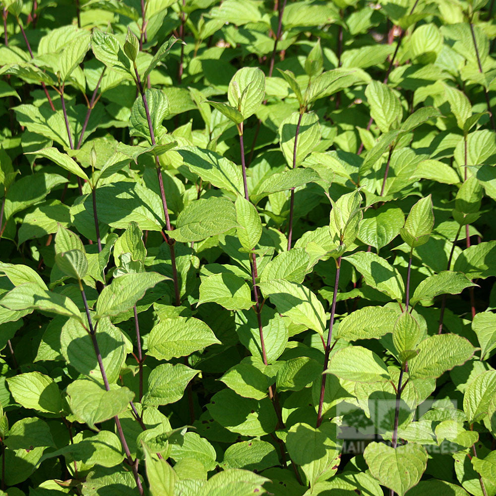 Cornus Sibirica - Foliage
