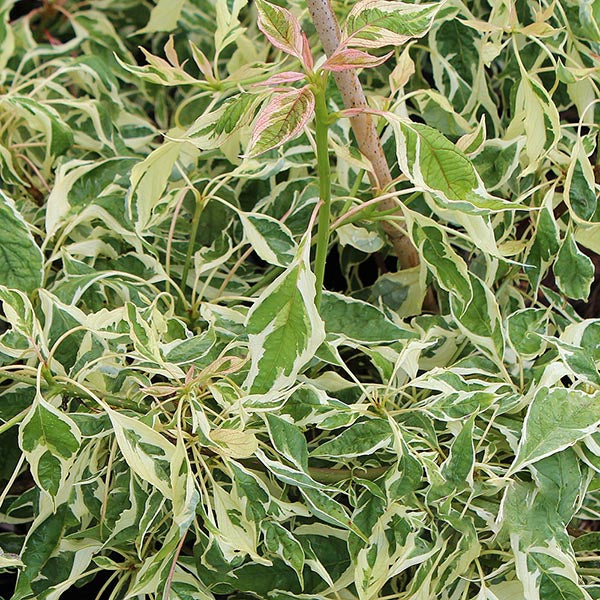 Cornus Variegata - Foliage