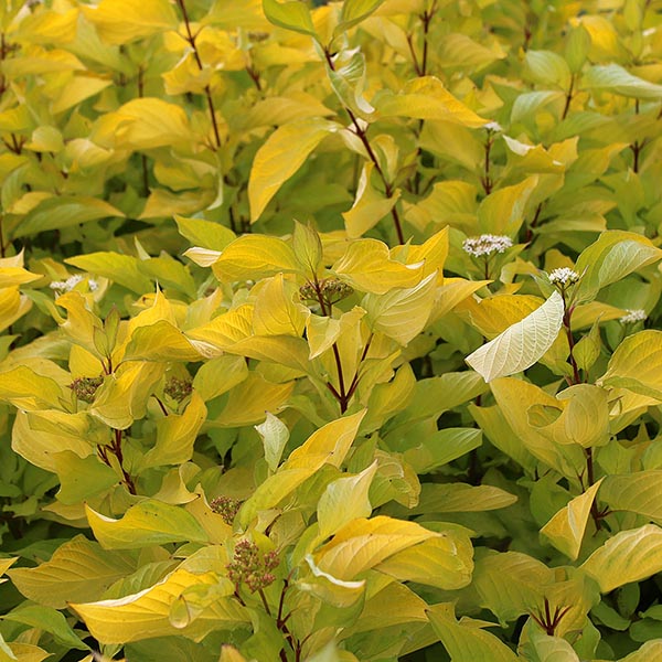 Cornus Aurea - Foliage