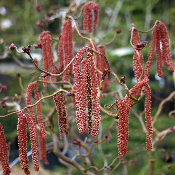 Corylus Red Majestic - Catkins