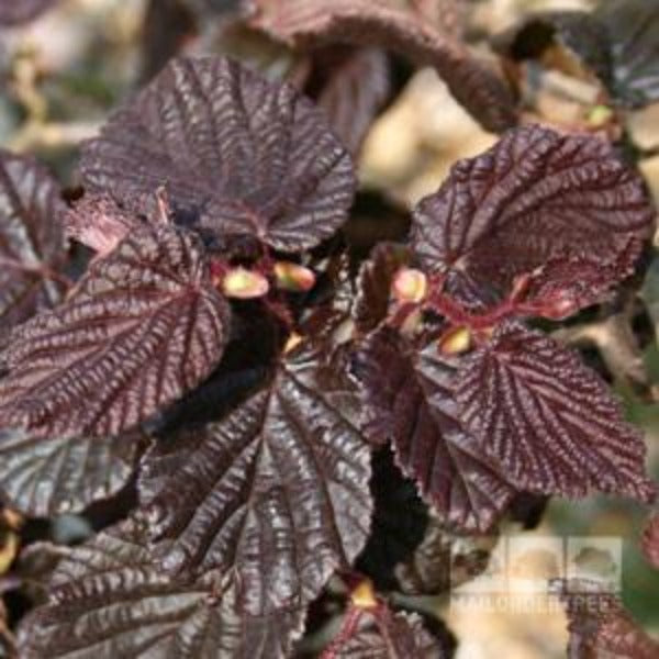 Corylus Red Majestic - Foliage