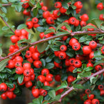 Cotoneaster Coral Beauty - Berries