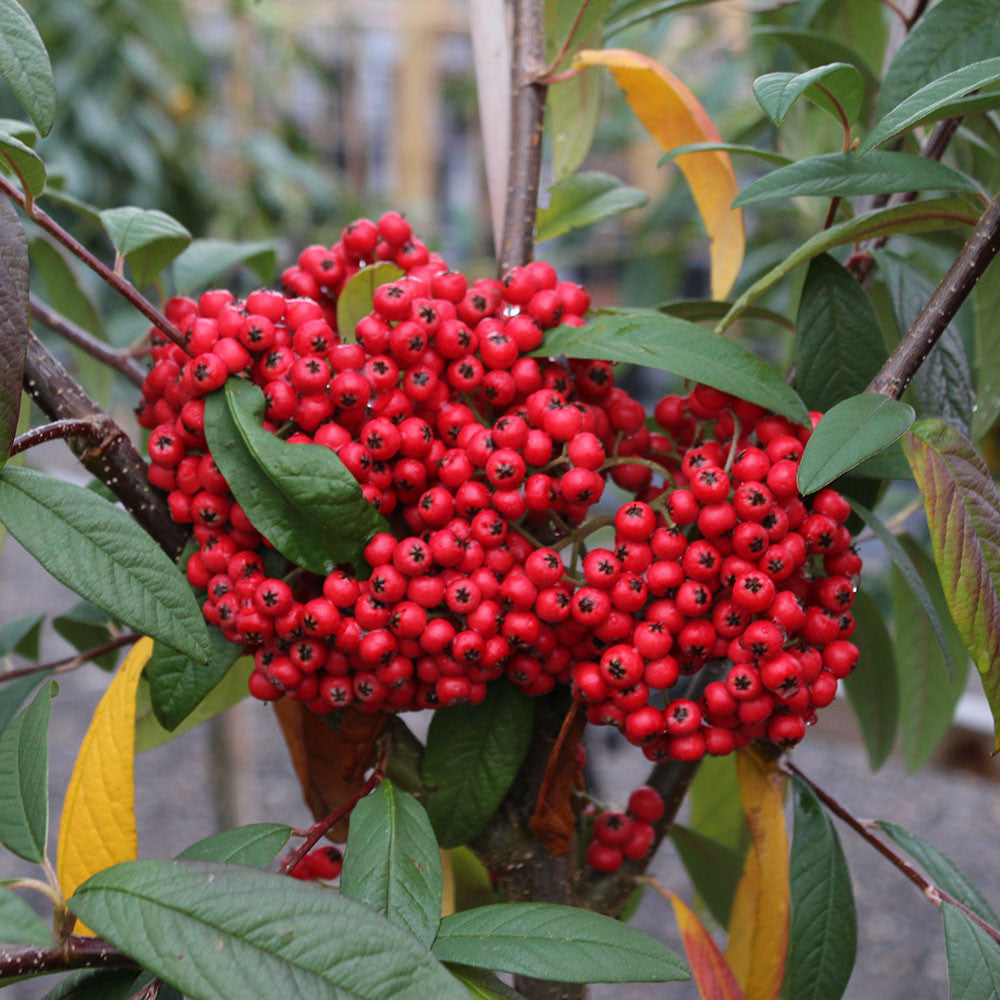 Cotoneaster Cornubia - Fruits