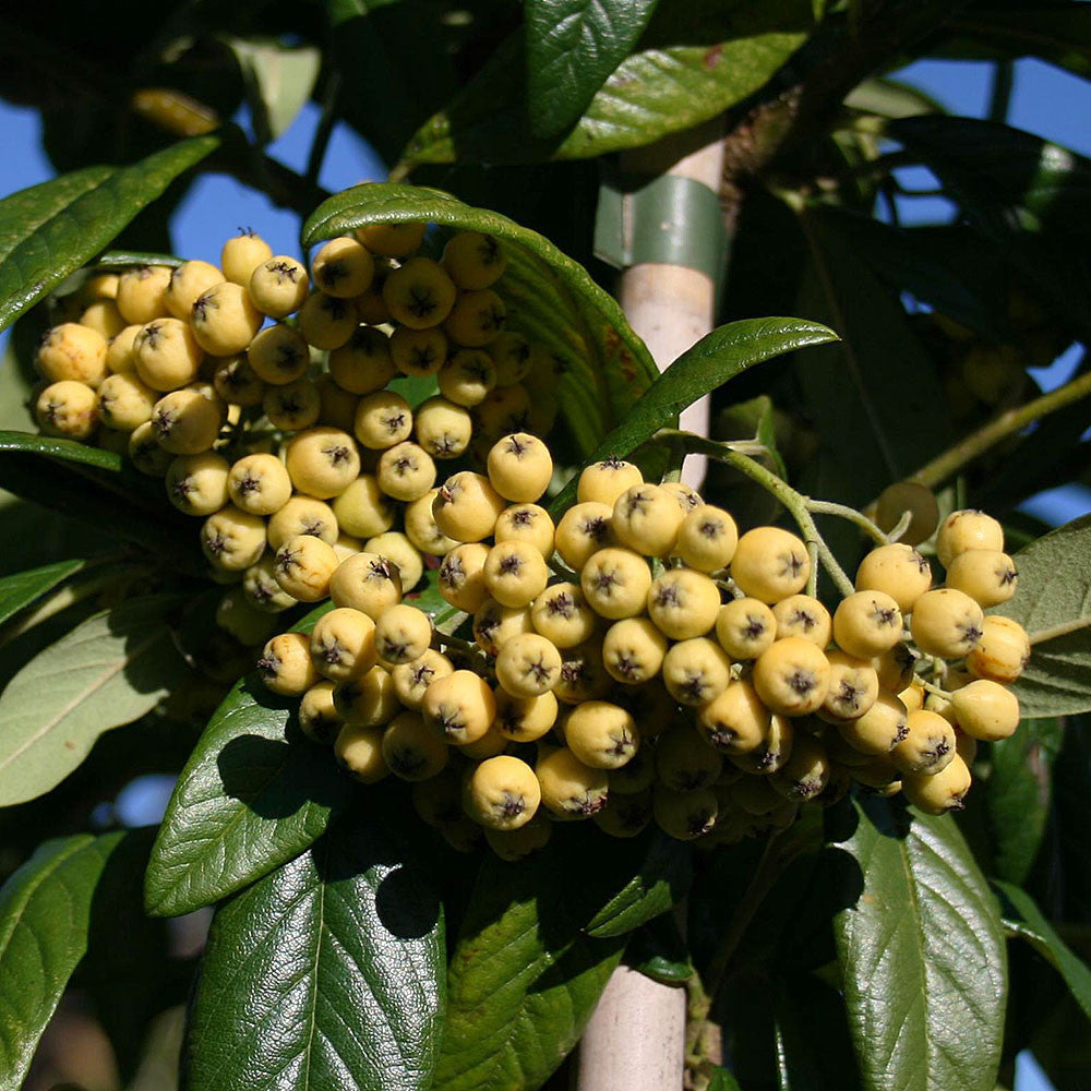 Cotoneaster Exburiensis - Fruits
