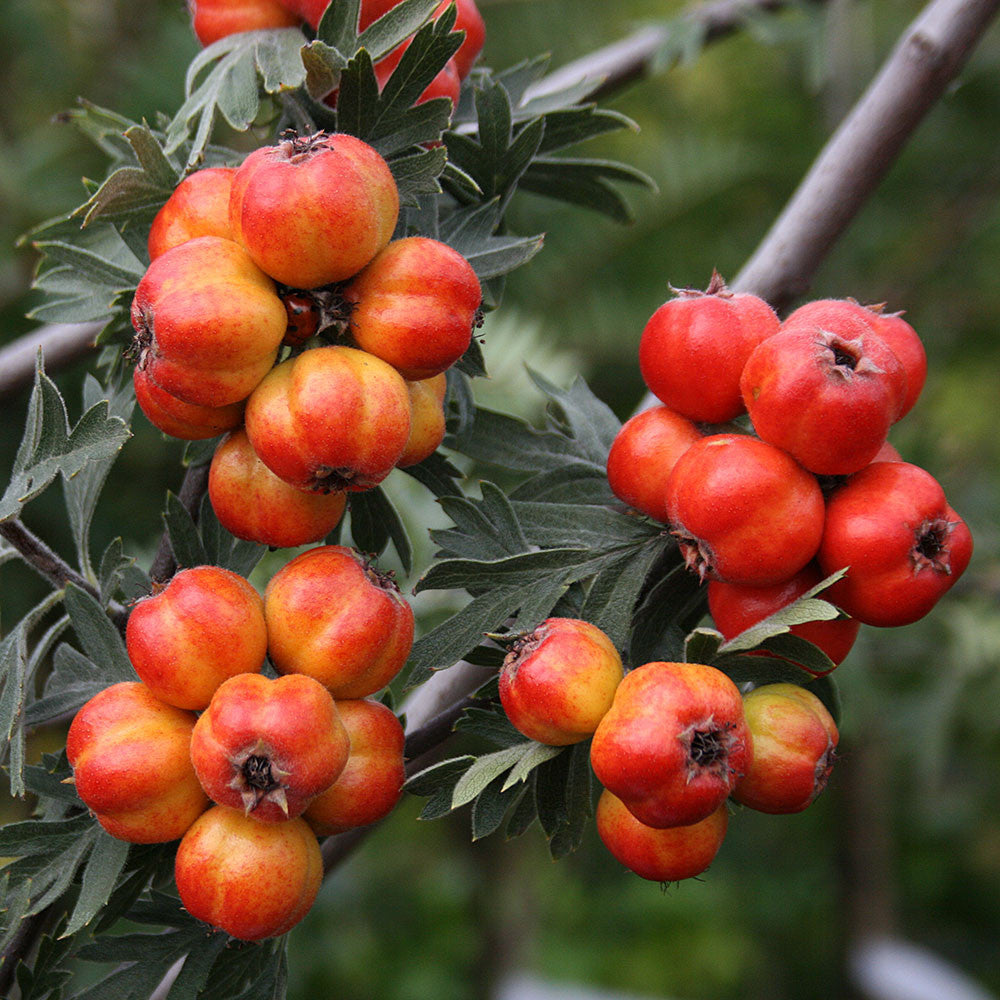 Crateagus orientalis - Fruits