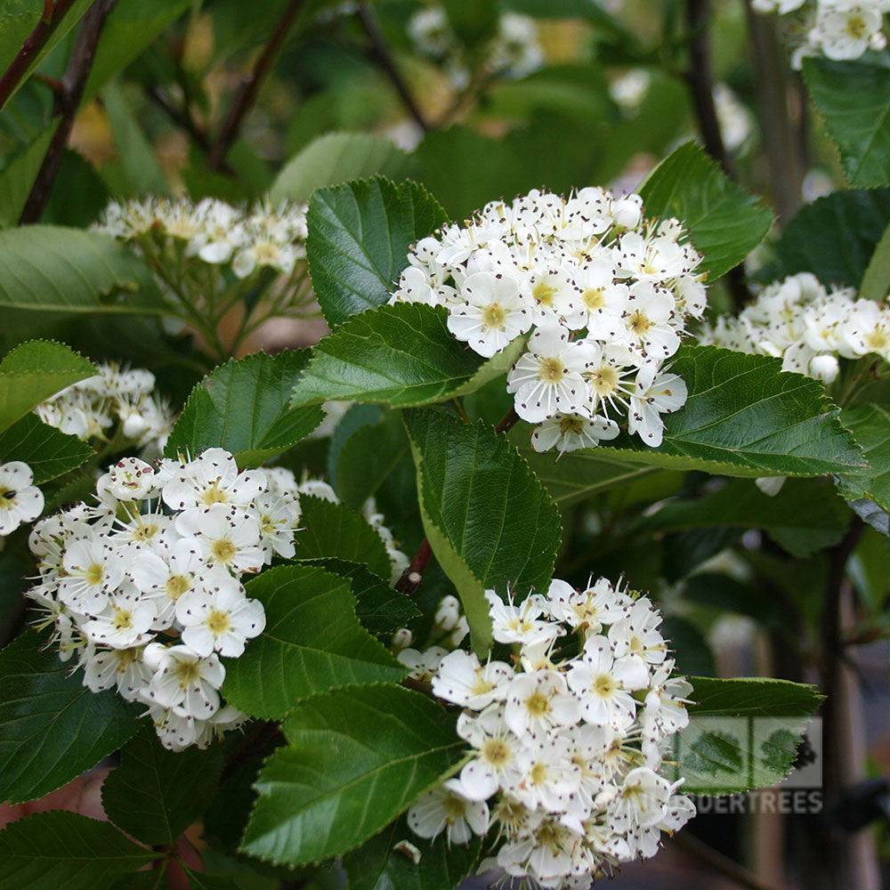 Crataegus Prunifolia - Flowers
