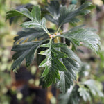Crataegus arnoldiana - Foliage