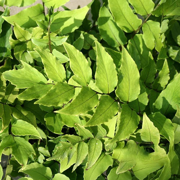 Cyrtomium fortunei - Foliage