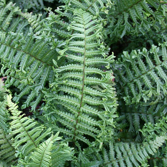 Dryopteris affinis Cristata - Golden Male Fern