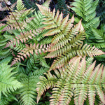 Dryopteris erythrosora - Foliage