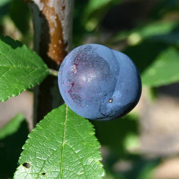 Prunus Farleigh Damson - Fruit