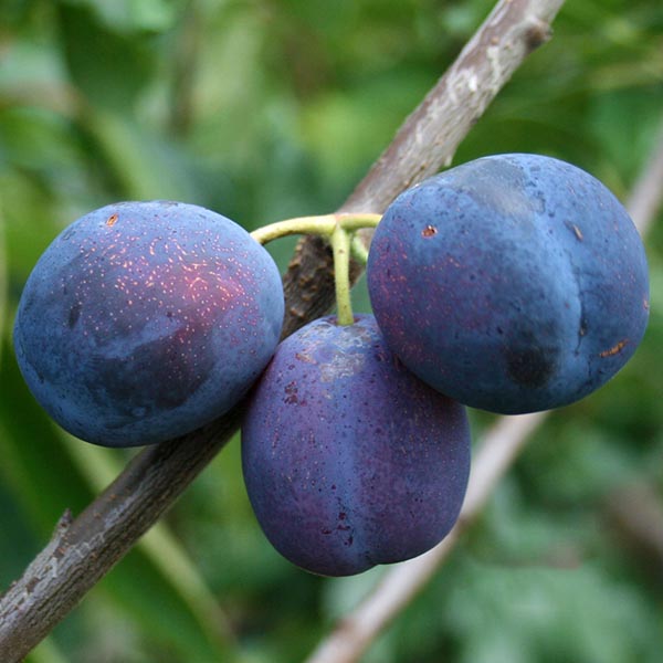 Prunus Merryweather Damson - Fruits