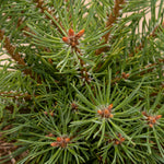 Pinus sylvestris Doone Valley