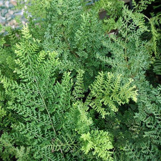 Dryopteris Lepidota Cristata - Fern
