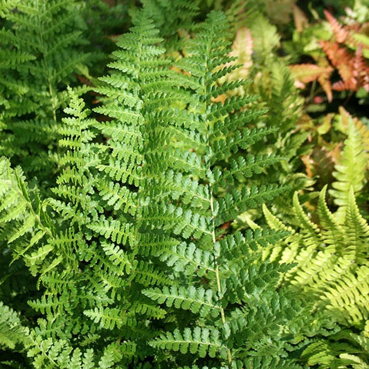 Dryopteris filix mas Barnesii - Male Fern